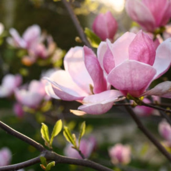 Meet your Posher, Mandy - Picture 2 of 2